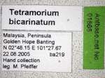Tetramorium bicarinatum Nylander,1846 Label
