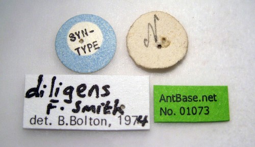 Tetramorium diligens Smith, 1865 Label