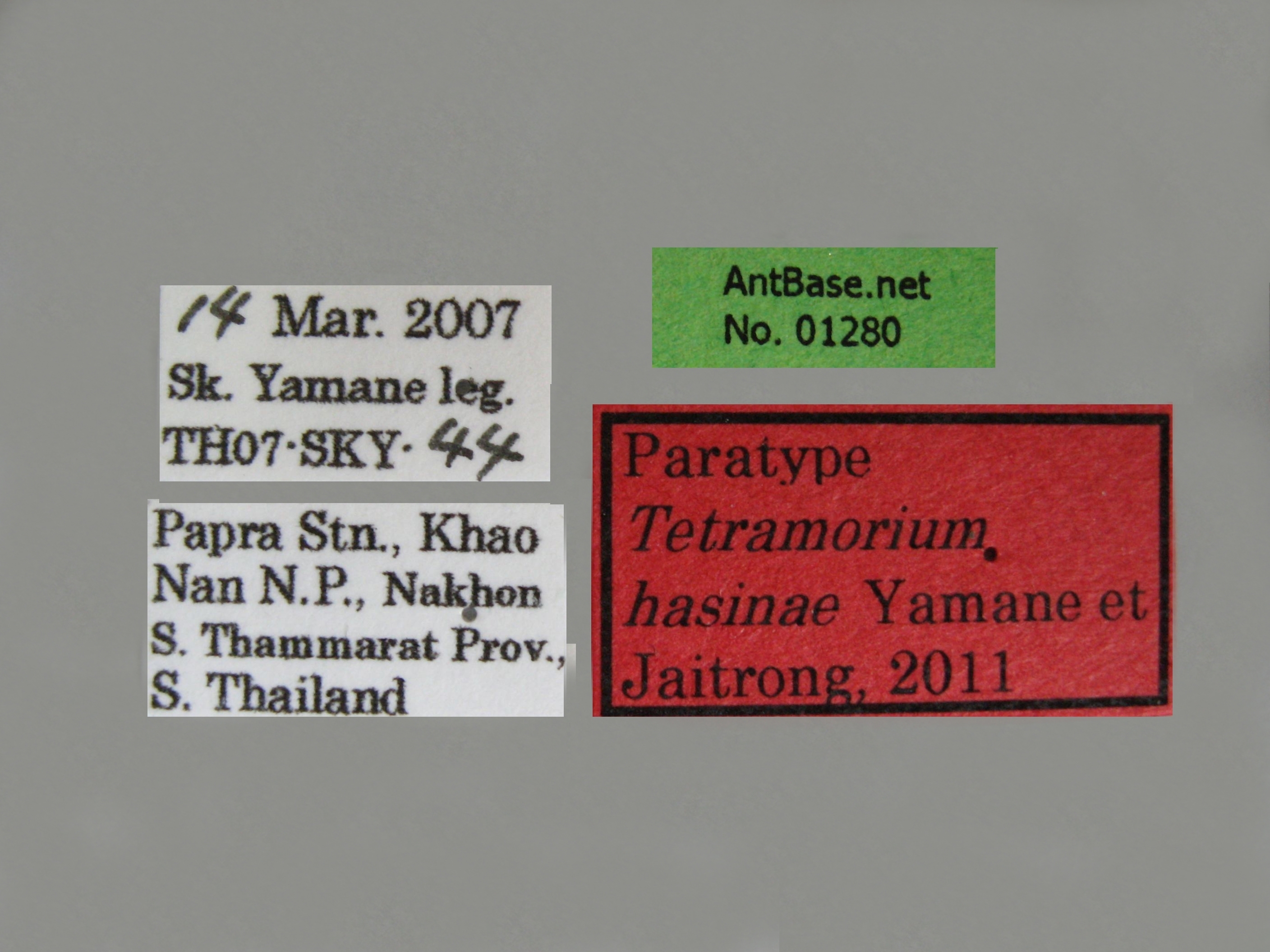Foto Tetramorium hasinae Yamane et Jaitrong, 2011 Label