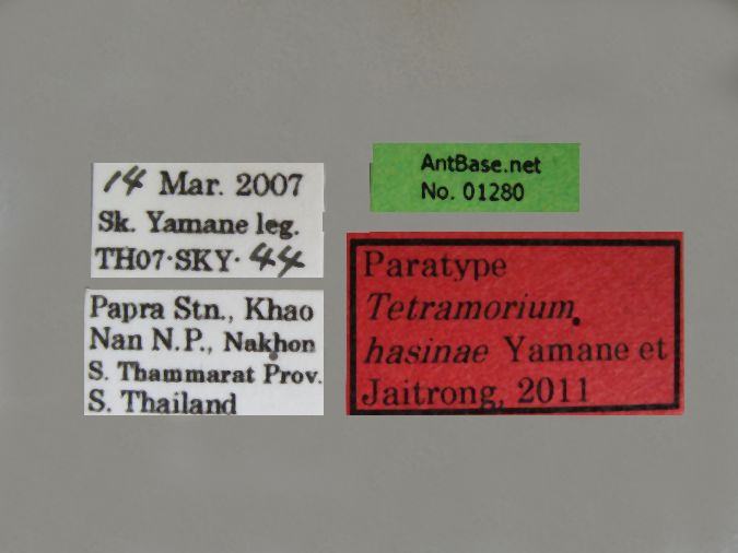 Tetramorium hasinae Yamane et Jaitrong, 2011 Label