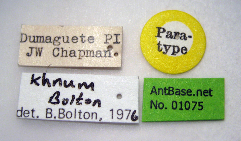 Foto Tetramorium khnum Bolton, 1977 Label