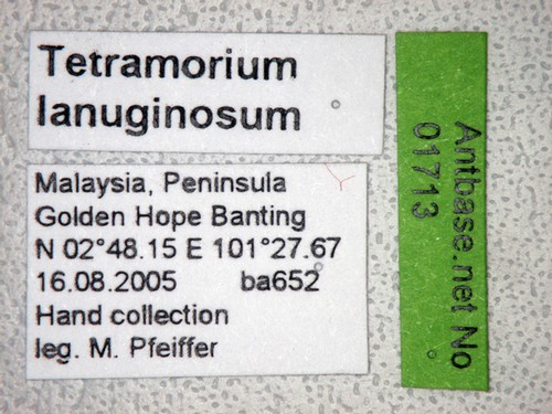 Tetramorium lanuginosum Mayr,1870 Label
