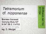 Tetramorium nipponense Wheeler, 1928 Label
