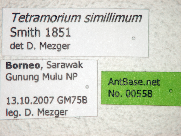 Foto Tetramorium simillimum Smith, 1851 Label