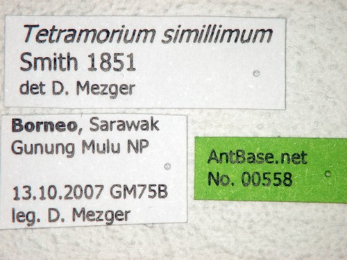 Tetramorium simillimum Smith, 1851 Label