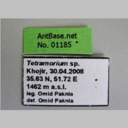 Tetramorium sp Label