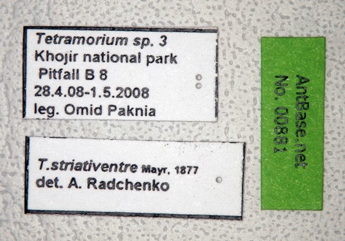 Tetramorium striativentre Mayr, 1877 Label