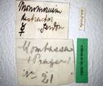 Trichomyrmex destructor (Jerdon, 1851) Label