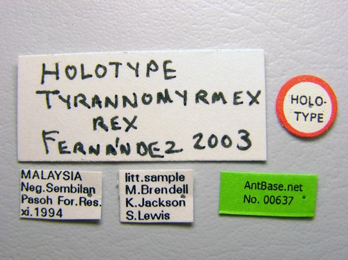 Tyrannomyrmex rex Fernndez, 2003 Label
