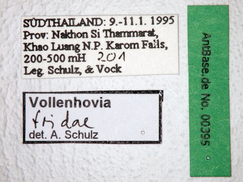 Vollenhovia fridae Forel, 1913 Label