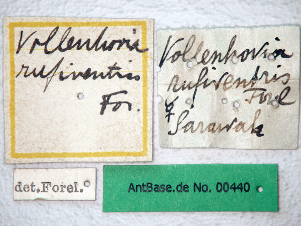 Foto Vollenhovia rufiventris Forel, 1901 Label
