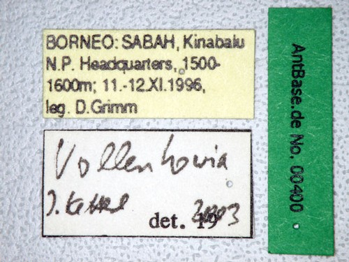 Vollenhovia sp. 1 Label