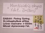 Vombisidris dryas Bolton,1991 Label