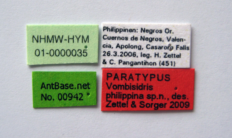 Foto Vombisidris philippina Sorger & Zettel, 2009 Label