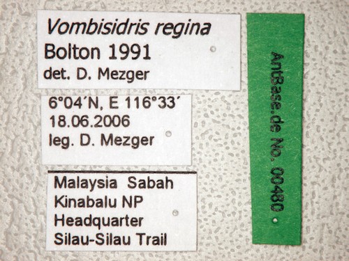 Vombisidris regina Bolton, 1991 Label
