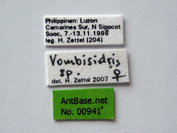 Foto Vombisidris sp Label