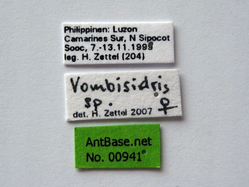 Vombisidris sp Label