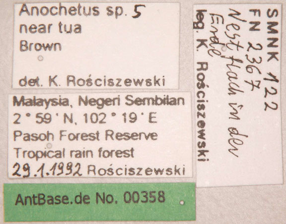 Foto Anochetus sp.5 near tua Brown,1978 unbekannt