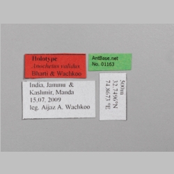 Anochetus validus Bharti & Wachkoo, 2013 Label