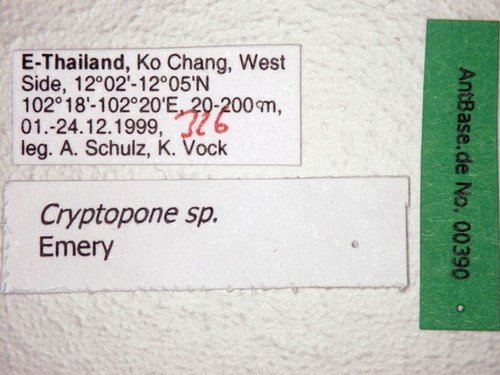Cryptopone sp. 1 Label