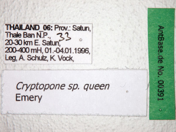 Foto Cryptopone sp. 1 queen Label