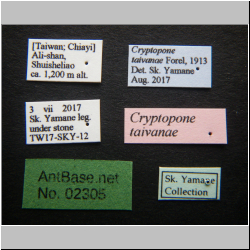 Cryptopone taivanae Forel, 1913 Label