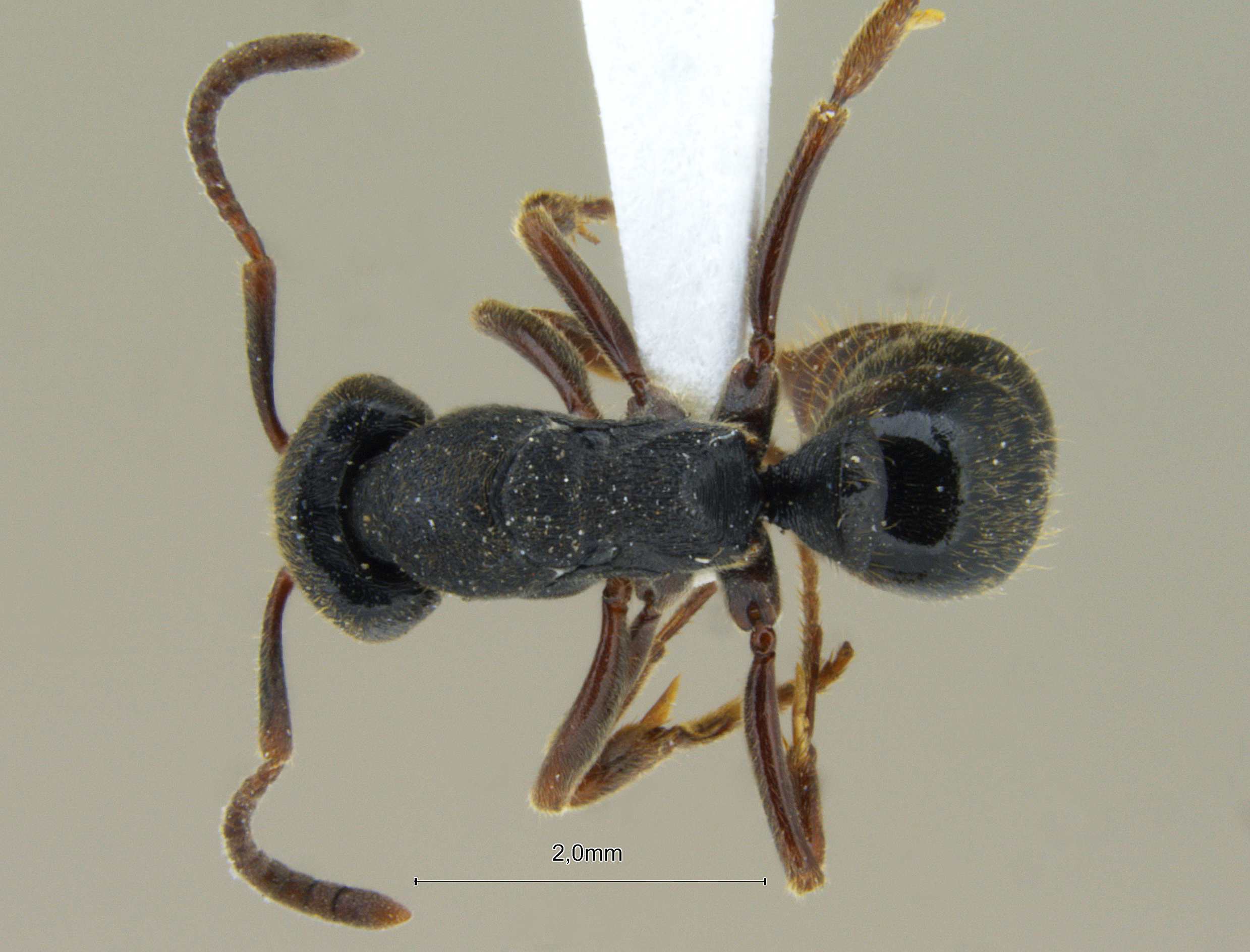 Foto Ectomomyrmex striolatus Donisthorpe, 1933 dorsal