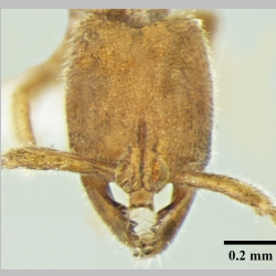 Myopias shivalikensis Bharti & Wachkoo, 2012 frontal