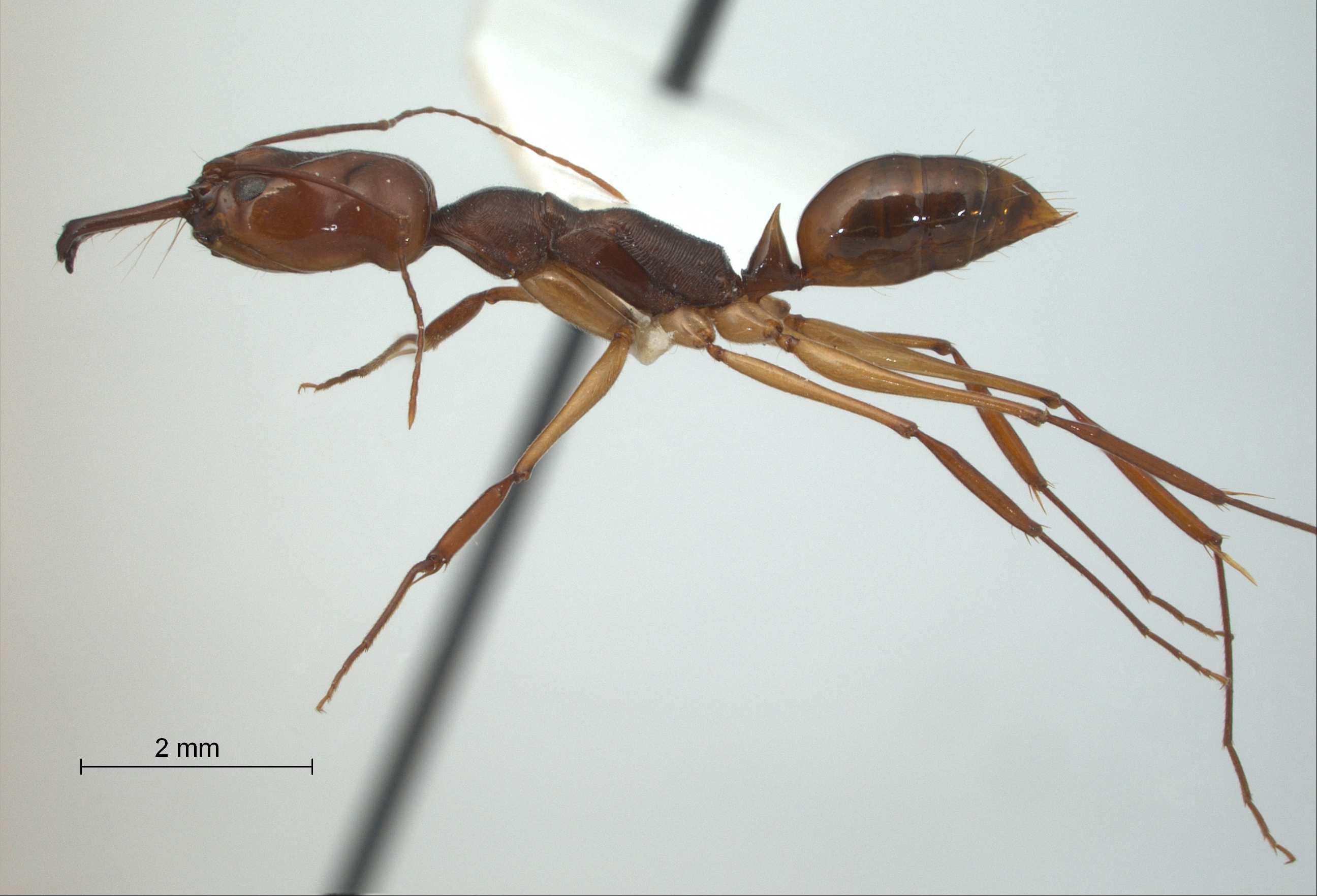 Foto Odontomachus rixosus Smith,1857 lateral