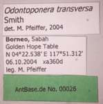 Odontoponera transversa Smith, 1857 Label