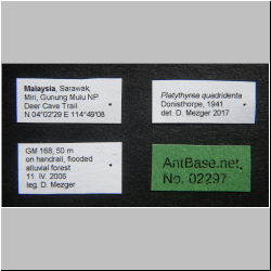 Platythyrea quadridenta Donisthorpe, 1941 Label