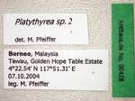 Platythyrea sp. 2 Label
