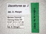 Discothyrea sp. 1 Label