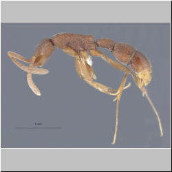 Probolomyrmex longiscapus Xu & Zeng, 2000 lateral