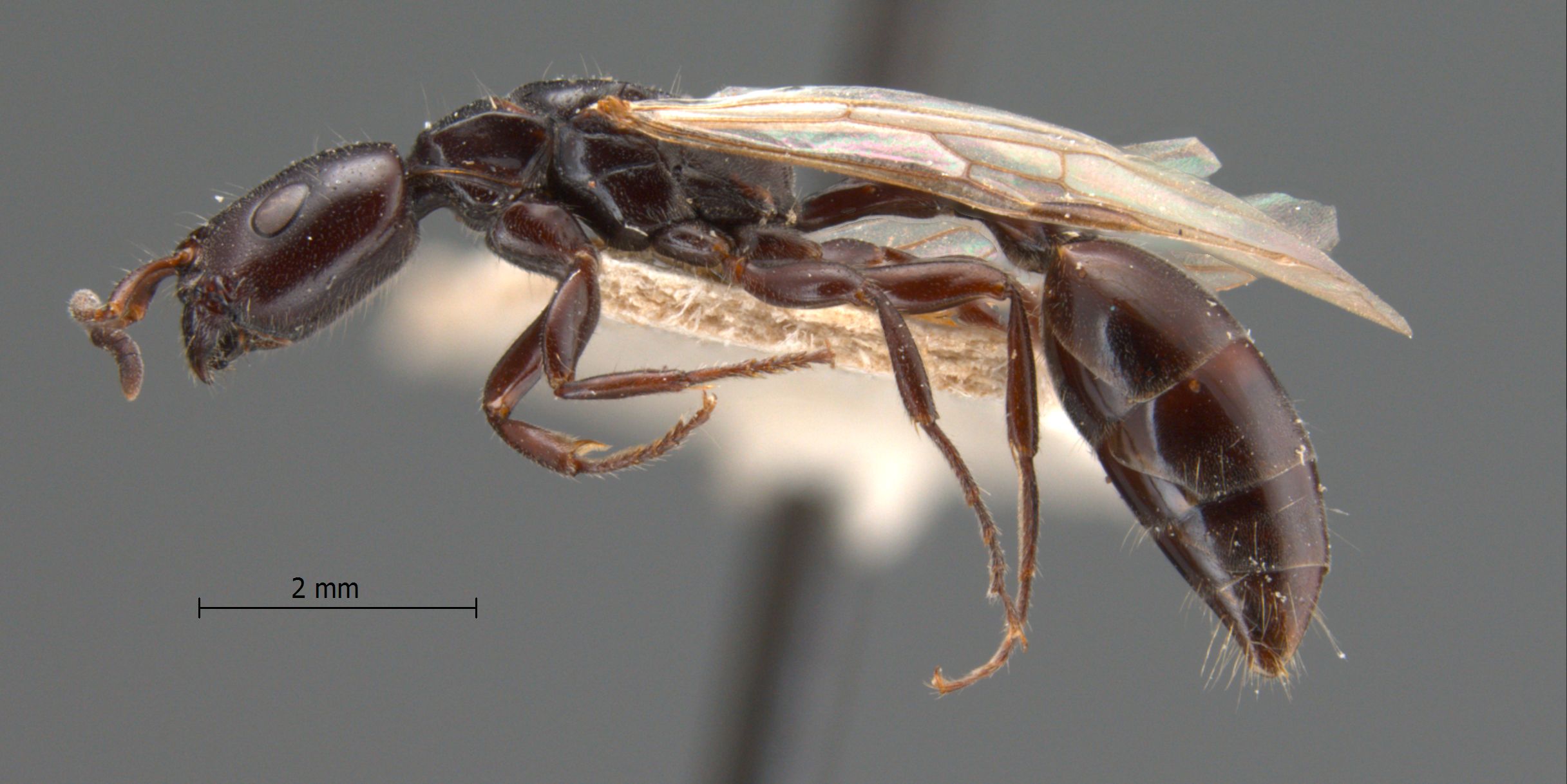 Foto Tetraponera nigra Jerdon, 1851 lateral