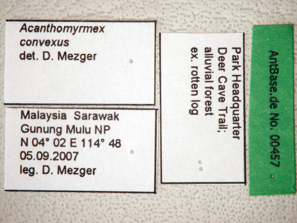 Acanthomyrmex concavus label