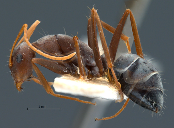 Camponotus rufoglaucus lateral