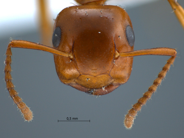 Camponotus schmitzi frontal