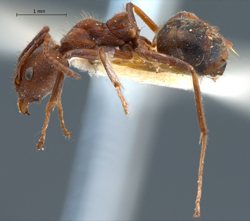 Dolichoderus affinis lateral