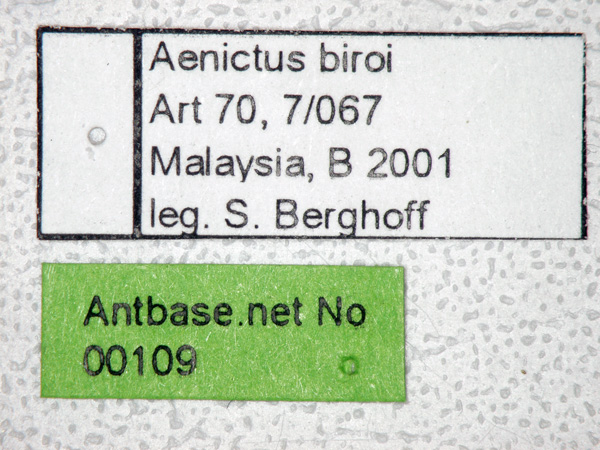 Aenictus biroi label