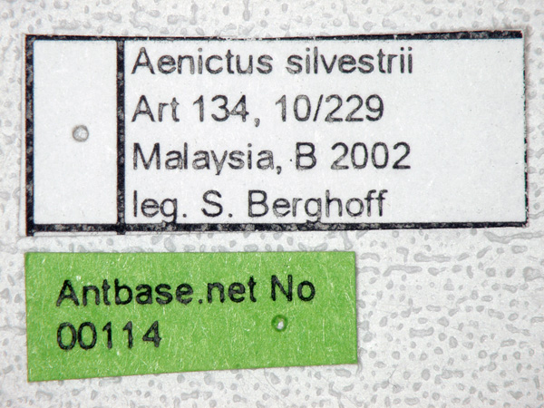 Aenictus silvestrii label
