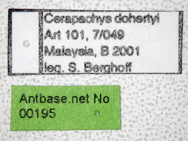 Cerapachys dohertyi label
