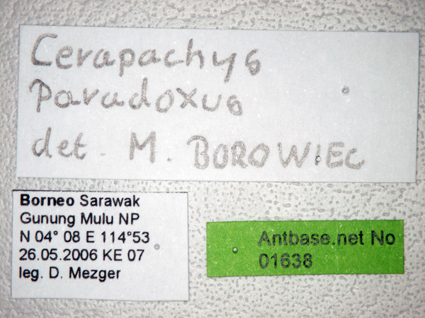 Cerapachys paradoxus label