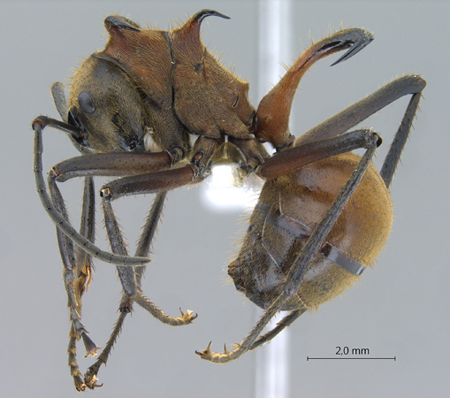 Polyrhachis bihamata lateral