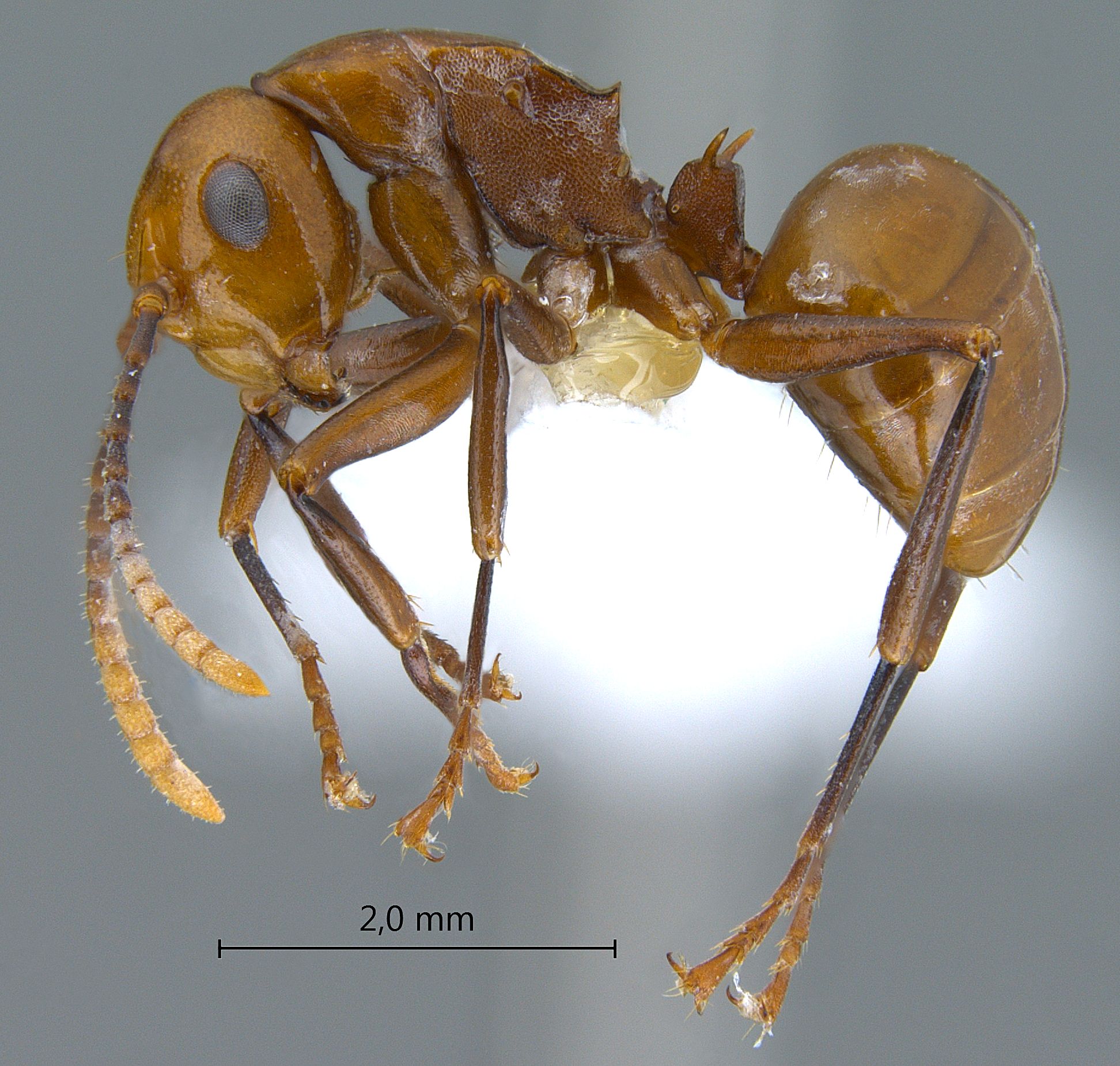 Polyrhachis lilianae lateral