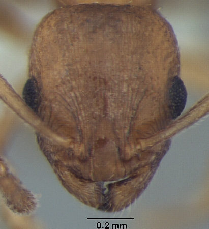 Temnothorax microreticulatus frontal