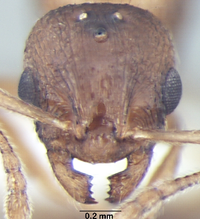 Temnothorax microreticulatus queen frontal