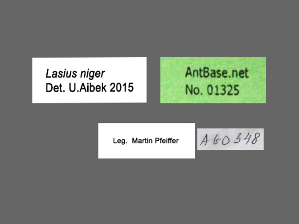 Lasius niger label