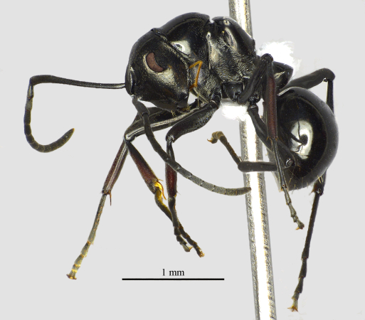 polyrhachis-boltoni-lateral