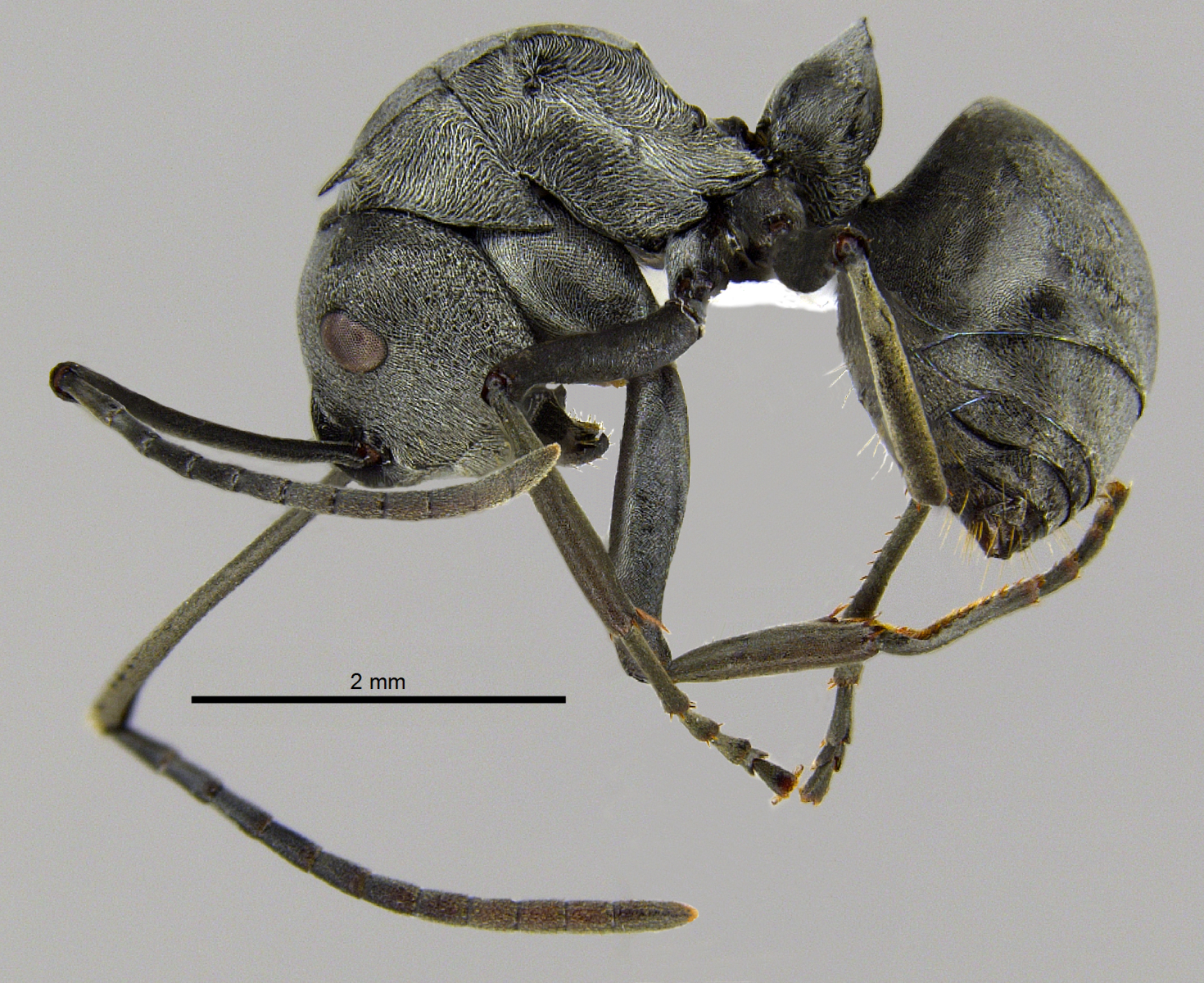 Polyrhachis inermis lateral
